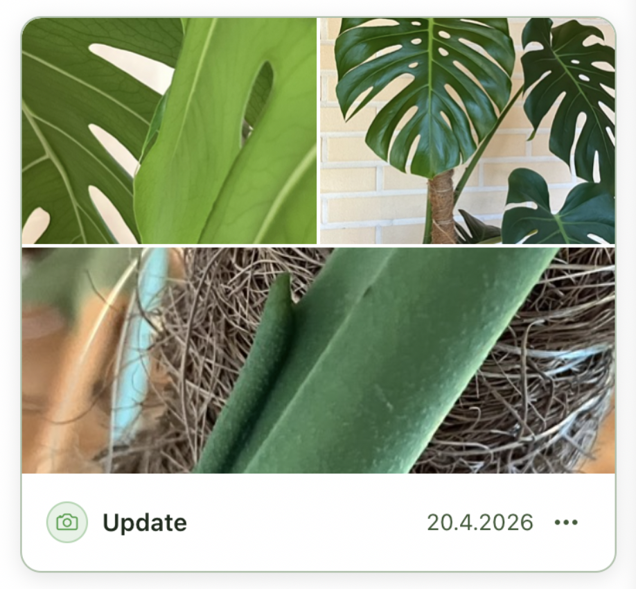 Kasvian päivitystapahtuma, jossa näkyy useita kuvia uudelleenistutuksesta.